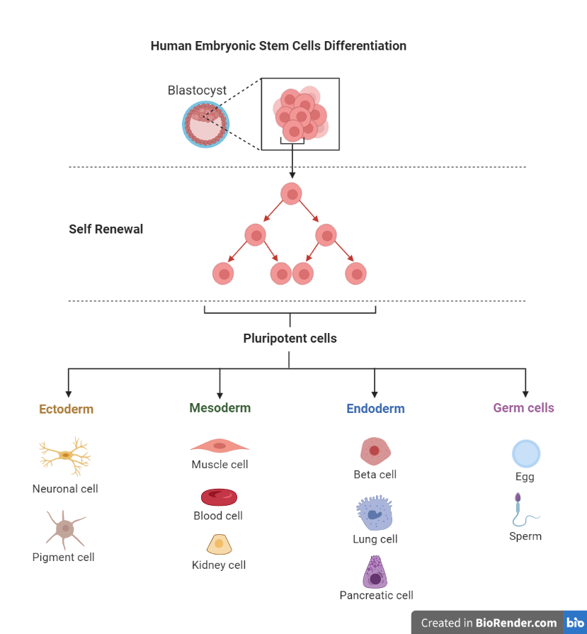 Human Embryonic stem cell