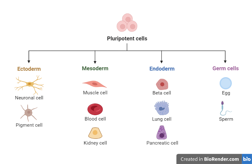 Pluripotent stem cells