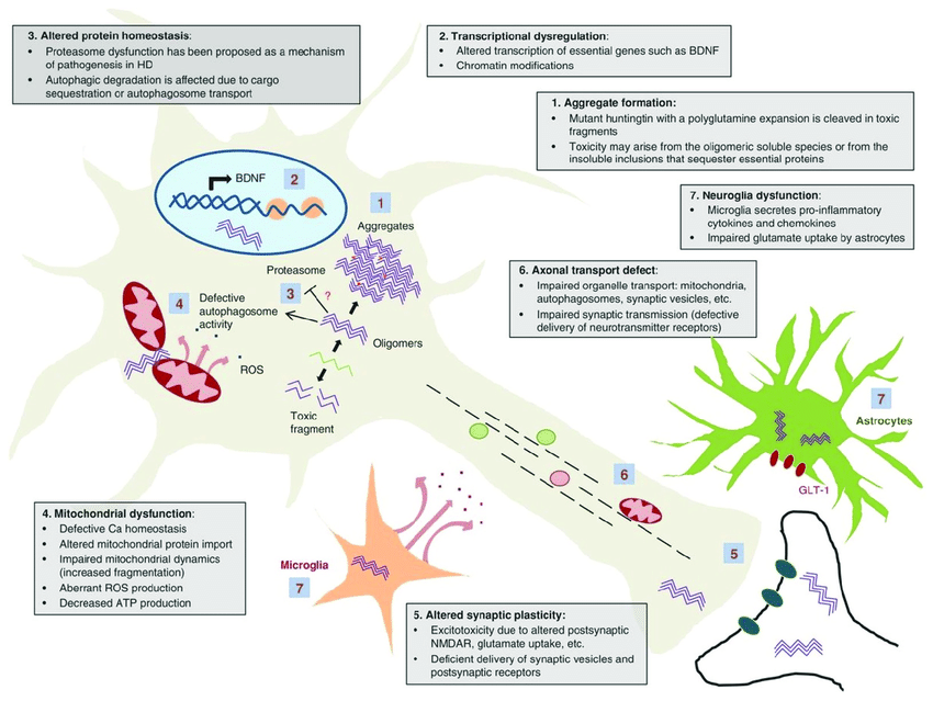 Schematic of selected mechanisms of pathogenesis in Huntington’s disease