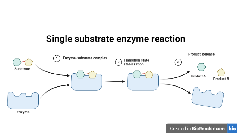 Single substrate enzyme reaction