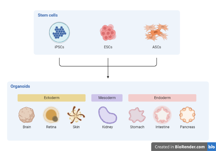 Stem cells