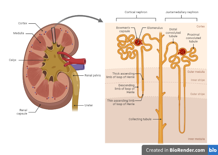 Anatomy of Kidney