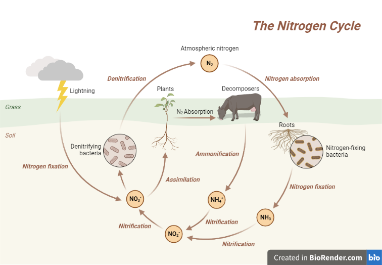 Nitrogen Cycle: Introduction, Stages, Importance, Human Activity ...