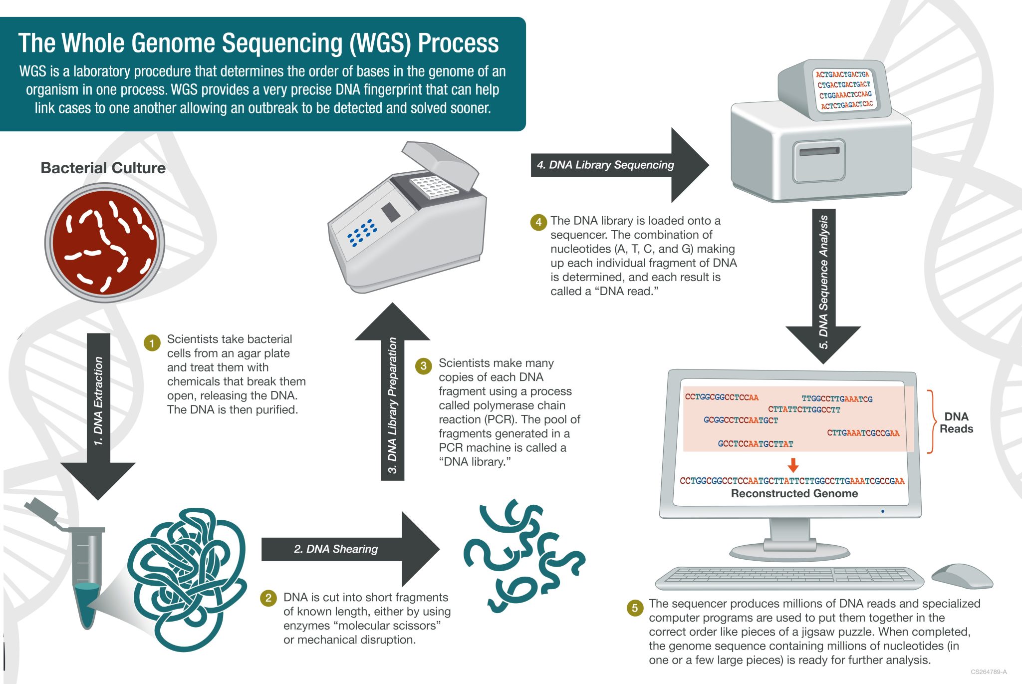 Whole Genome Sequencing (WGS)- Introduction, workflow, Pipelines ...