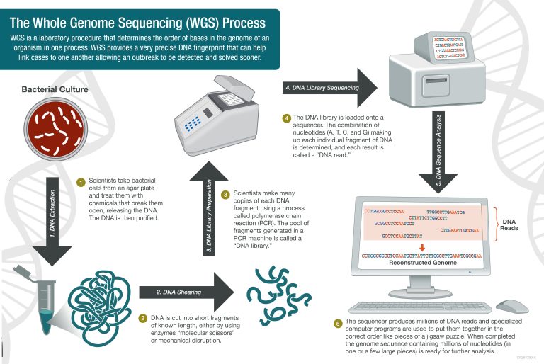Whole Genome Sequencing (WGS) Introduction, workflow, Pipelines