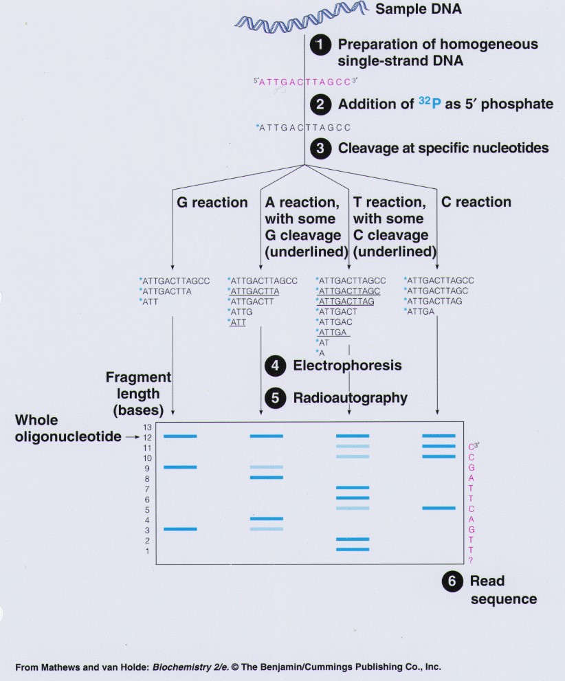 Steps of DNA sequencing by Maxam-Gilbert technology

Visualization and detection