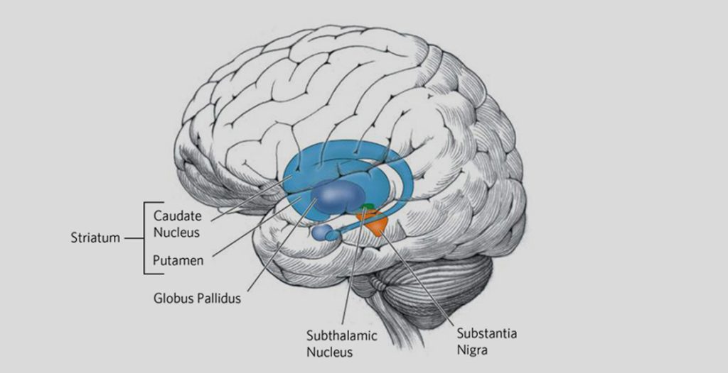 Huntington's disease affects the whole brain, but certain areas are more vulnerable than others. Pictured above in blue is the striatum – an area deep in the brain that plays a key role in movement, mood, and behavior control. The striatum is the part of the brain that is most affected by HD.