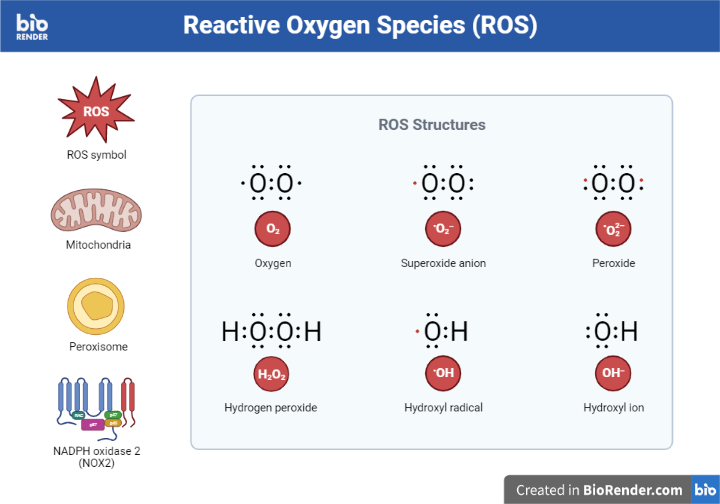 reactive-oxygen-species-ros-sources-enzymes-diseases