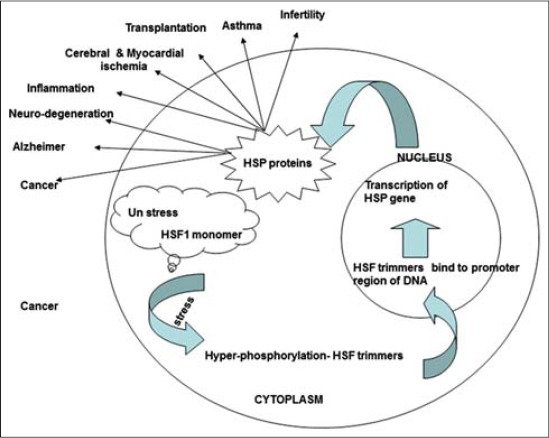 Regulation and role of heat shock proteins.