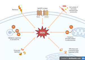 Reactive Oxygen Species (ROS)- Sources, Enzymes, Diseases