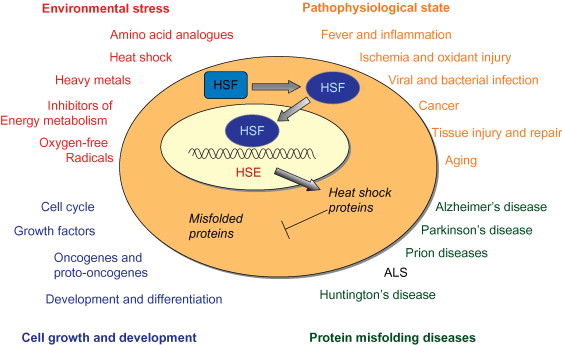 Conditions that activate the heat shock response