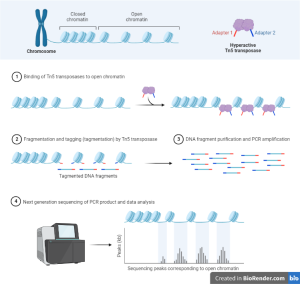 Single cell sequencing- Introduction, Principle, Types, Discovery ...