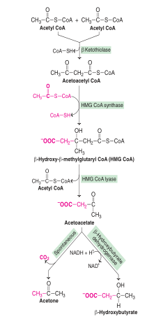 Biosynthesis of ketone bodies