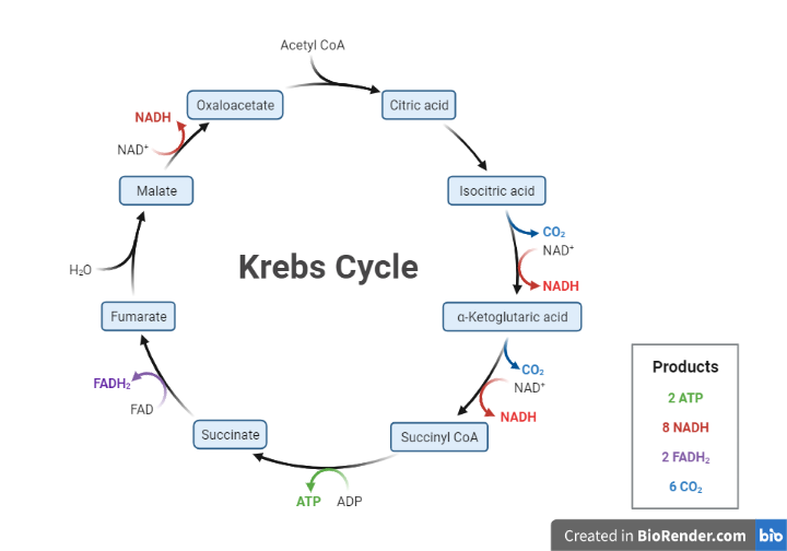 Citric Acid Cycle (Krebs cycle)