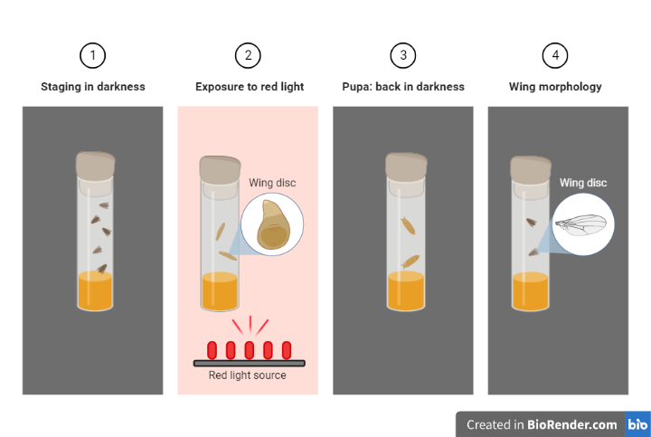 Drosophila Optogenetic Experiment