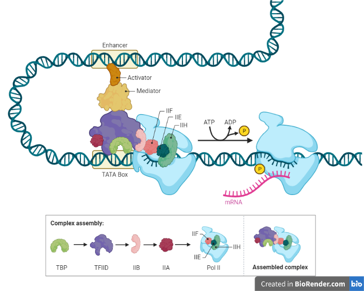 Transcription Factors (TFs) - Introduction, Binding Sites, Regulations ...