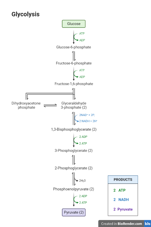 Cellular respiration