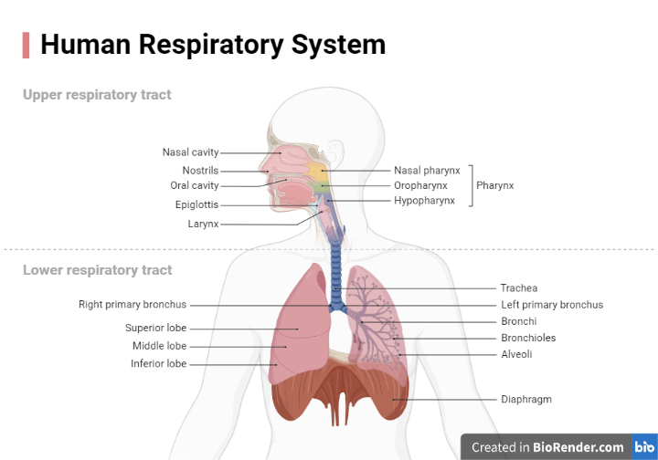 Respiration- Definition, Classification, Aerobic, Anaerobic, Human ...
