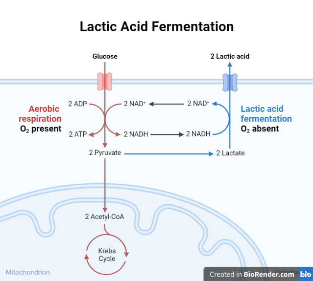 Lactic acid fermentation