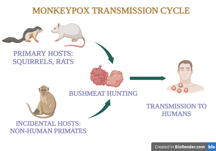 Monkeypox Transmission cycle