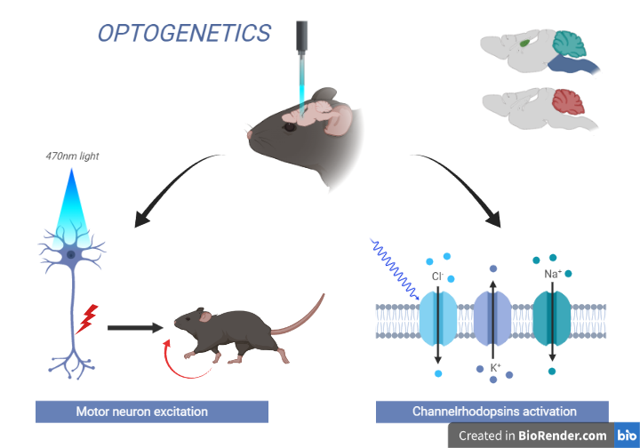 Optogenetics