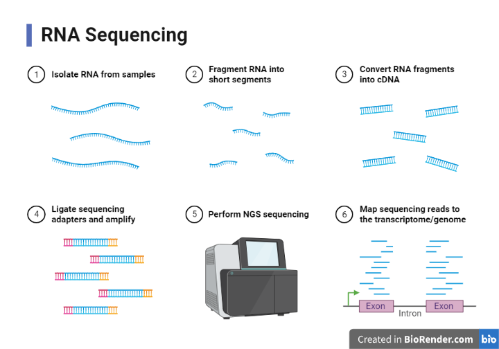 Work flow of RNA Sequencing