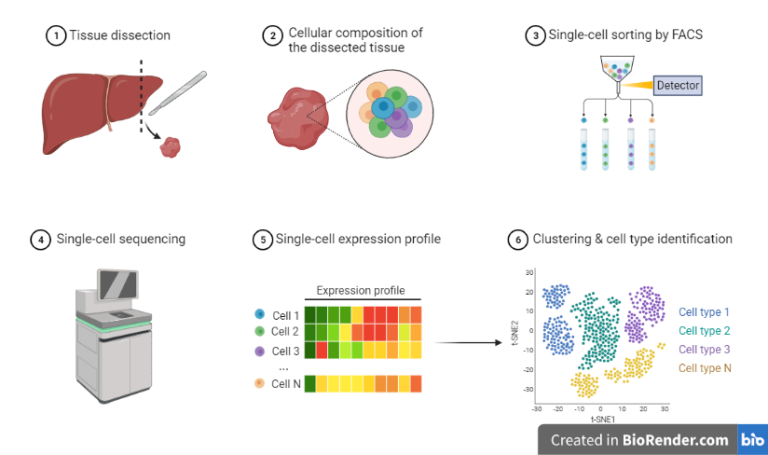 Single cell sequencing- Introduction, Principle, Types, Discovery ...