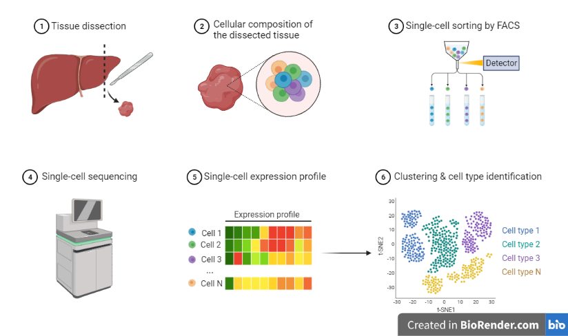 workflow of Single Cell Genome Sequencing 