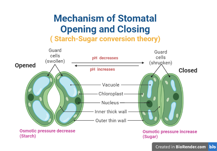 Stomatal Opening and Closing (Starch-Sugar conversion theory)