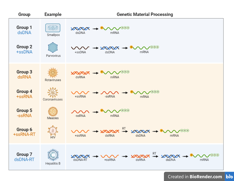 The Baltimore classification of virus