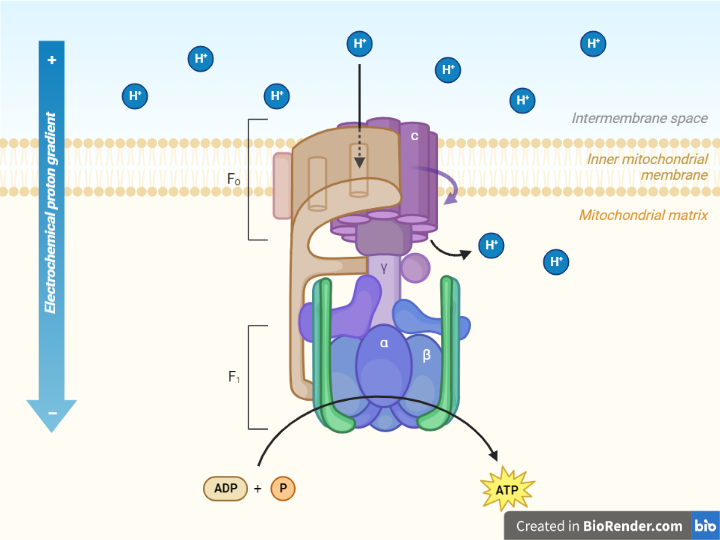 Structure of ATP  Synthase complex