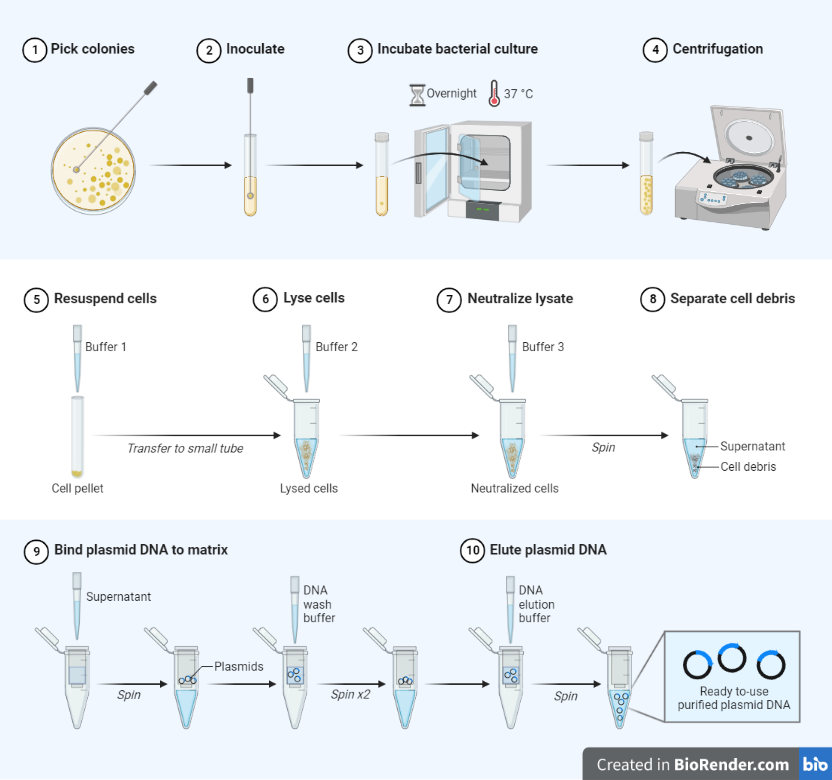 Plasmids- Definition, Properties, Structure, Types, Functions, Examples ...