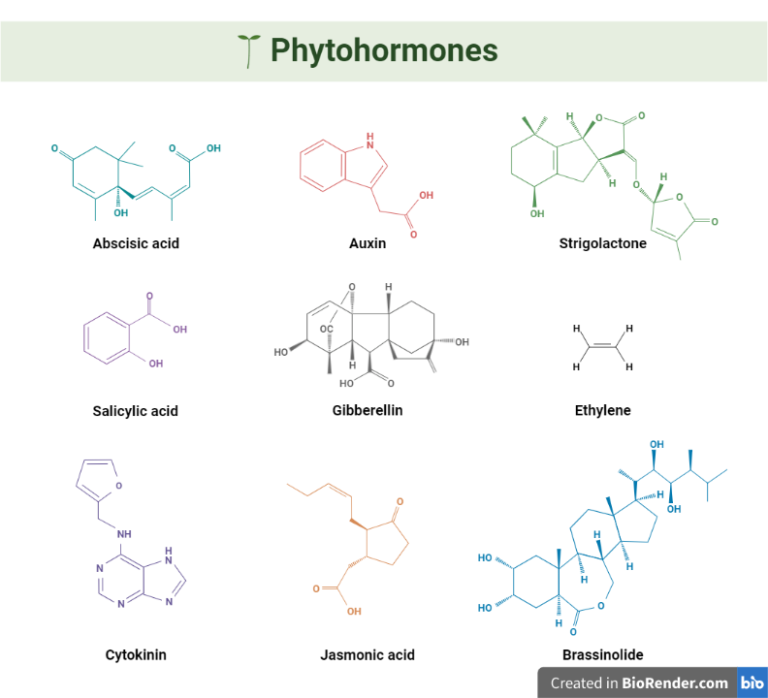 Phytohormones Auxins Gibberellins Cytokinins Functions 9839