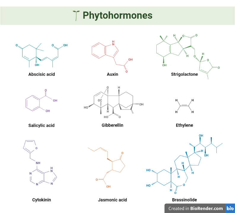 Structure of different types of plant hormones