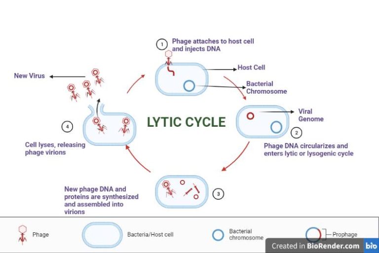 Lytic cycle of bacteriophage (Virus): Introdcution, and Stages ...