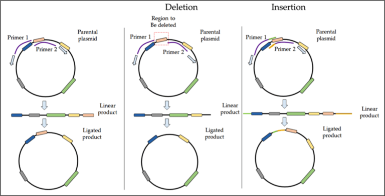 Site-Directed Mutagenesis (SDM): Introduction, Methods, Applications ...