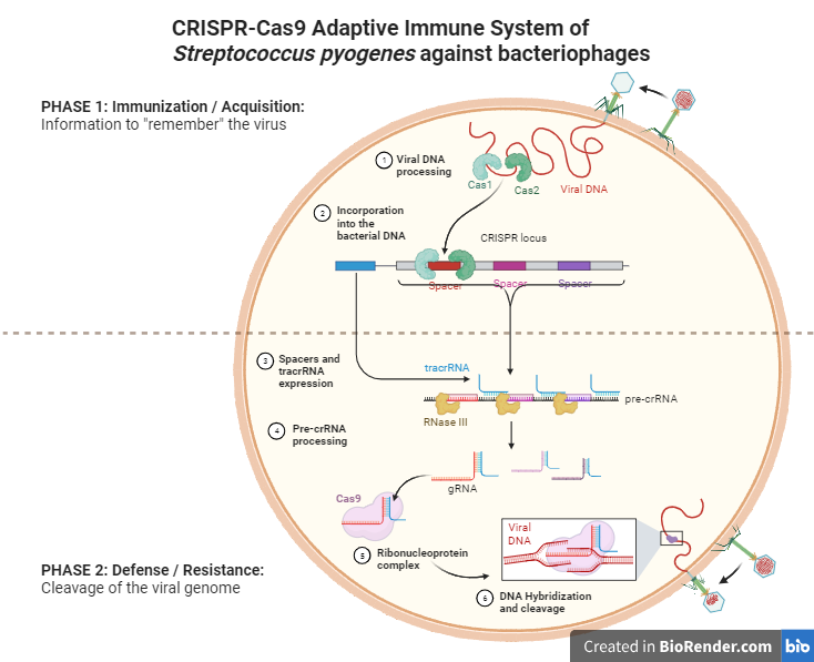 CRISPR-Cas9 Adaptive Immune System of Streptococcus pyogenes against bacteriophages