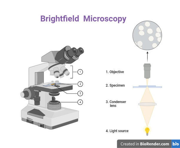 Bright filed microscope