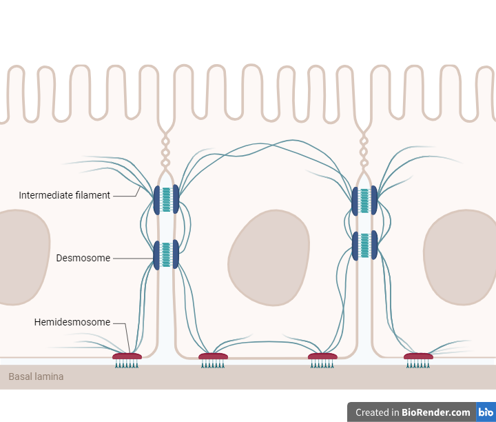 Desmosomes, Hemidesmosomes, and Intermediate Filament Network