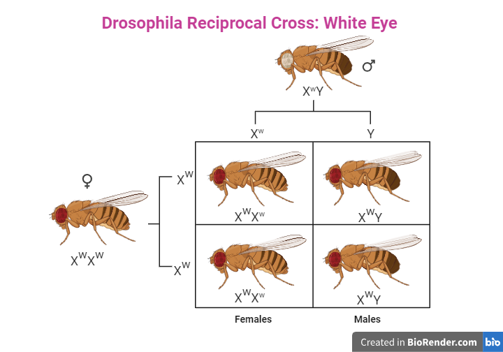 Drosophila Eye Reciprocal Cross