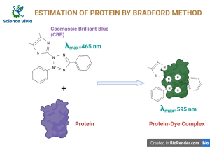 Estimation Of Protein By Bradford Method:Principle, Procedure ...