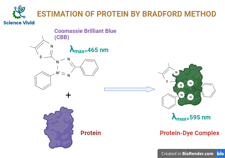 Estimation of protein by Bradford method