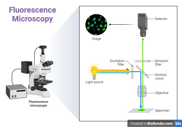 Fluorescence Microscope