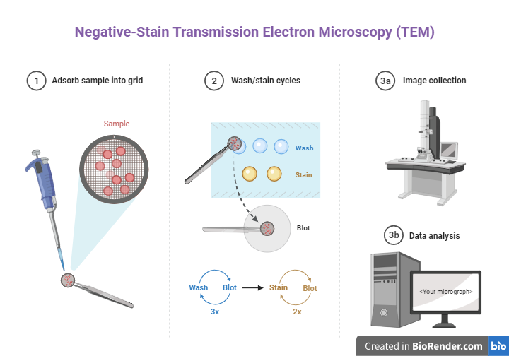 Negative-Stain Transmission Electron Microscopy (TEM)