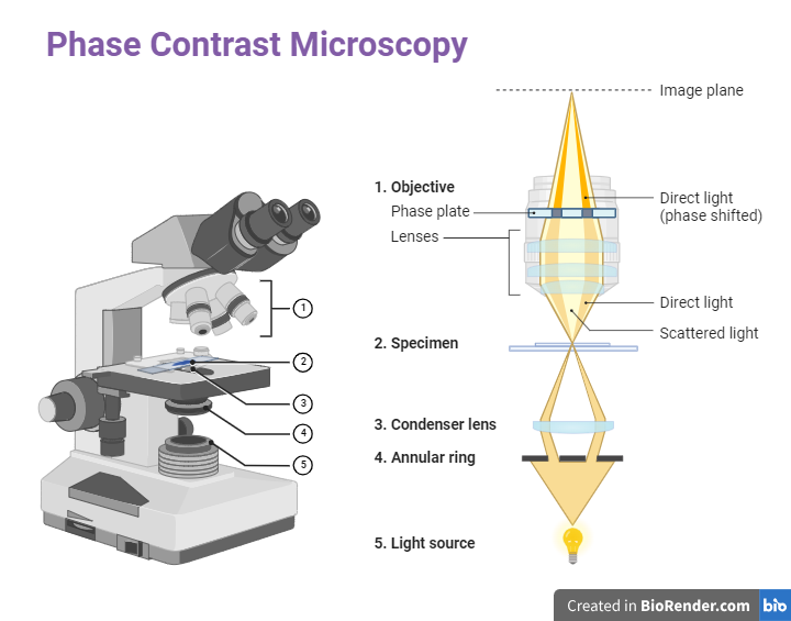 Phase contrast Microscope