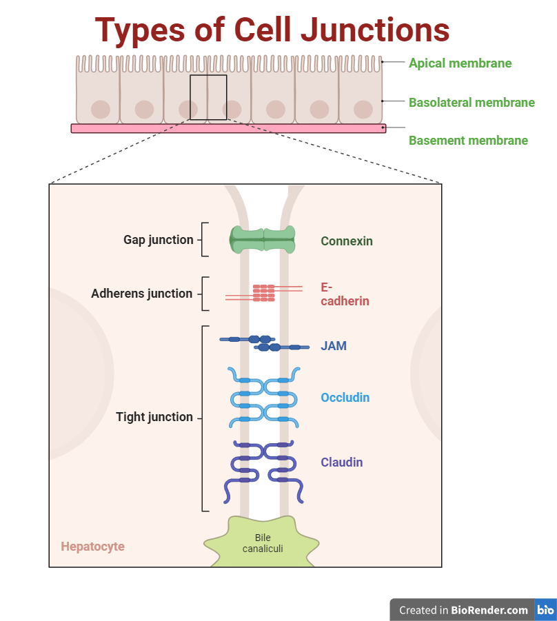 Types of Cell Junction