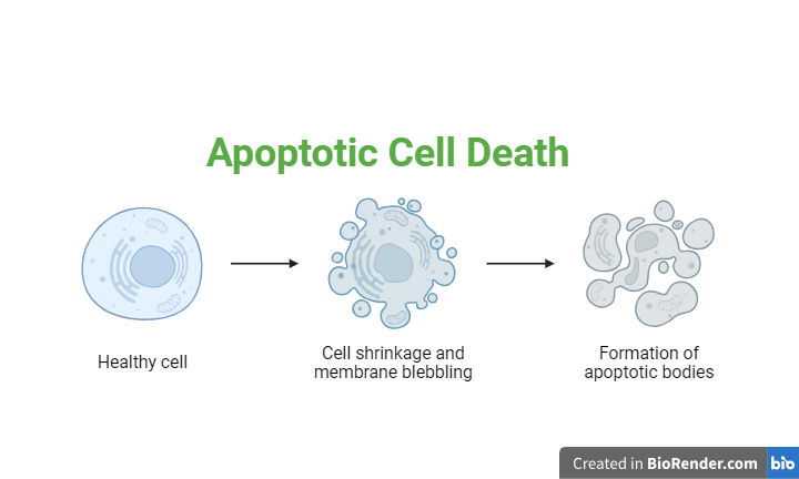 Apoptotic Cell Death