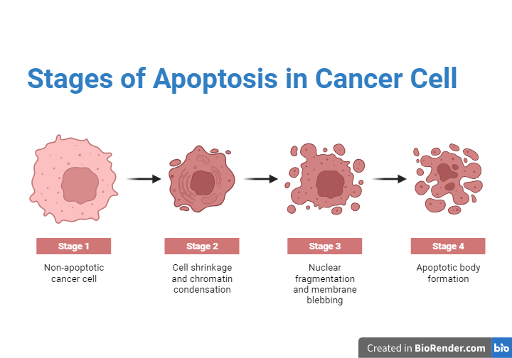 Stages of Apoptosis in Cancer Cell