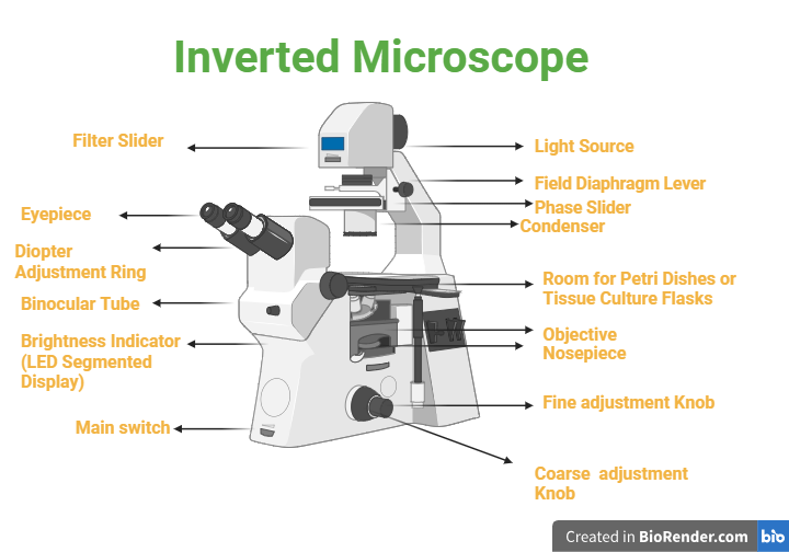Inverted Microscope: Introduction, Principle, Parts, Applications ...