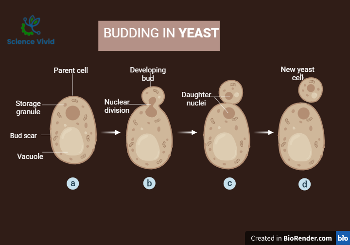 Budding in yeast